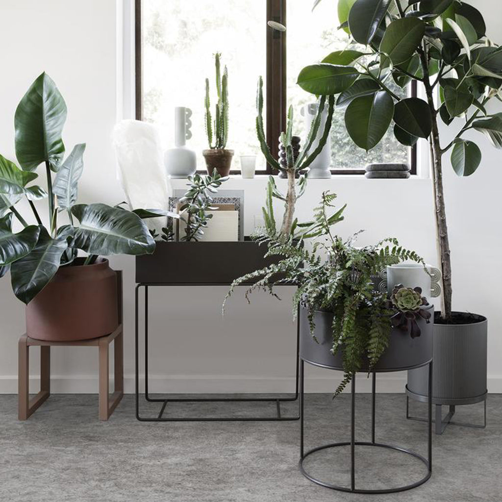 Plant Box