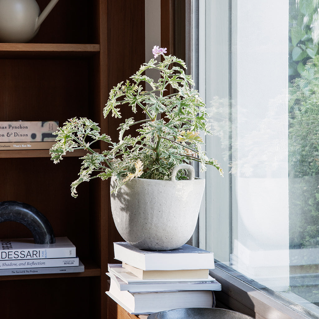Speckle Pot - Image 3